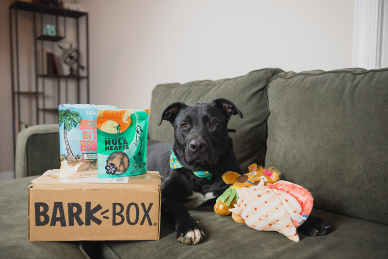 Barkbox Cover