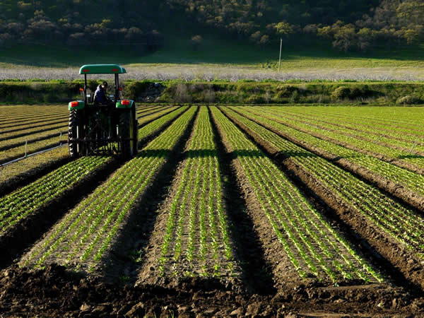 Farm Fresh To You farm