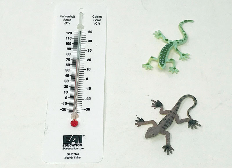 Green Kid Crafts Items for Experiment