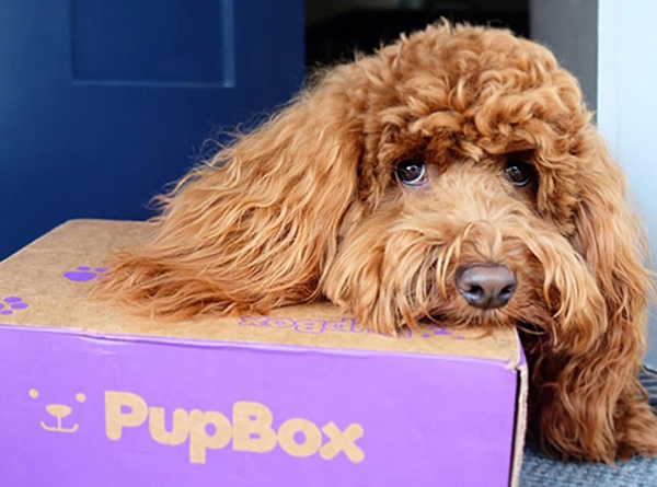 PupBox Experience