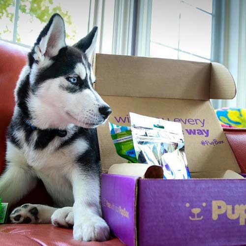 PupBox Hsky Puppy