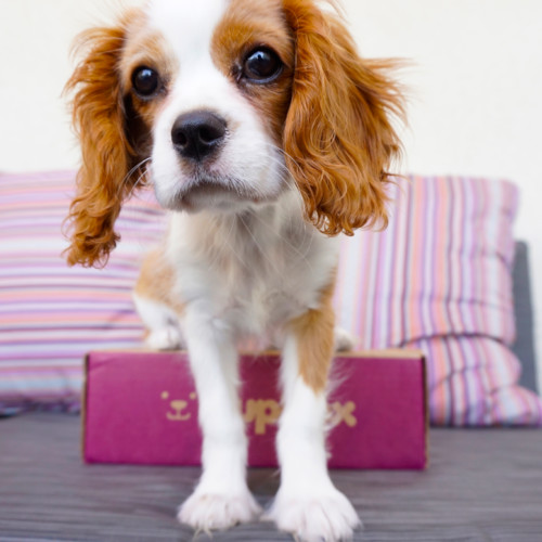 PupBox puppies box
