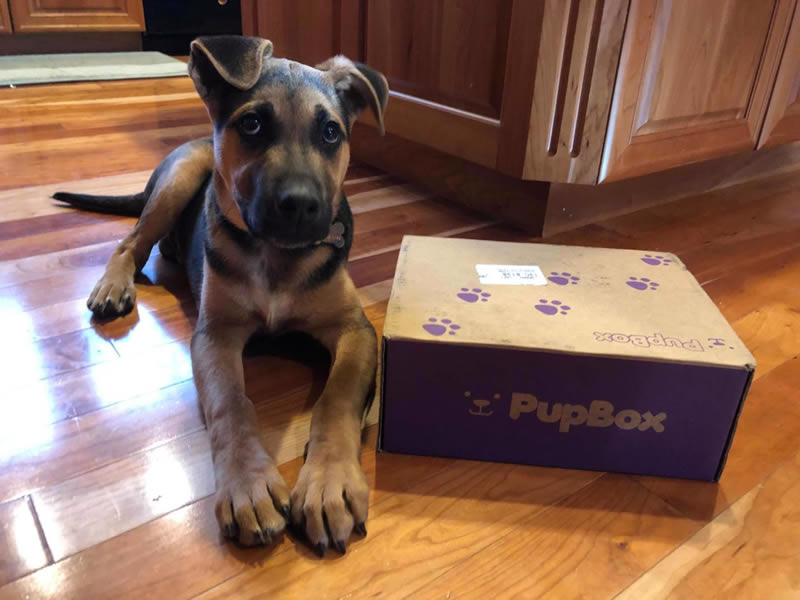 PupBox puppies for Sepherd