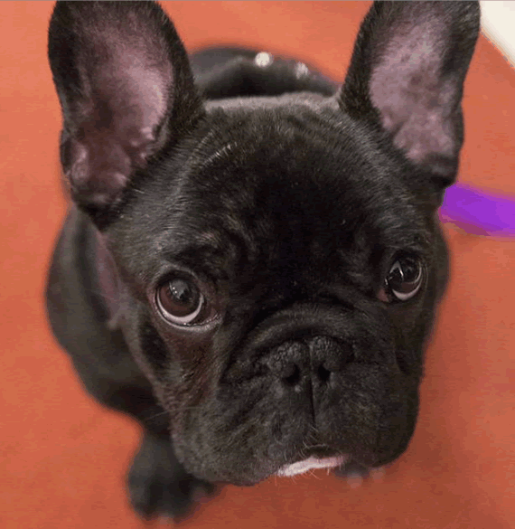 PupBox signing up right now
