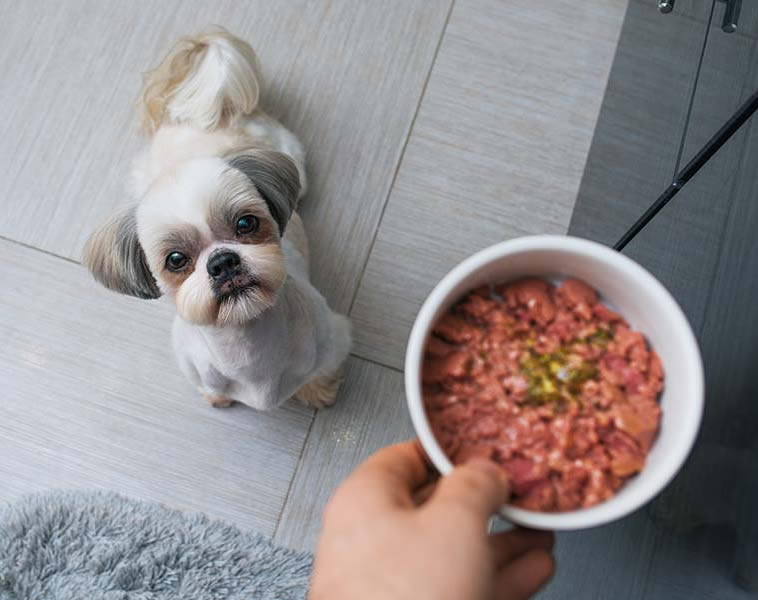 PupBox Surprise Me