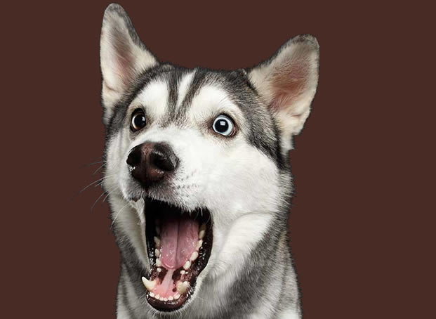 PupBox Surprise my Puppies