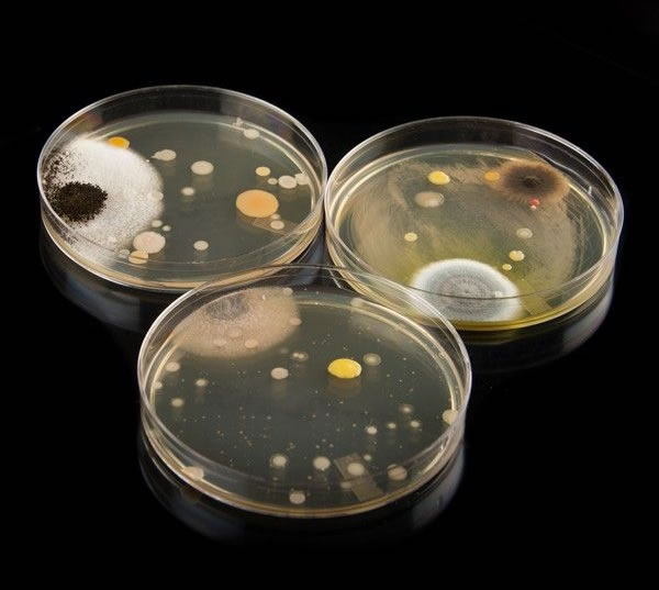 Petri Dishes with Agar