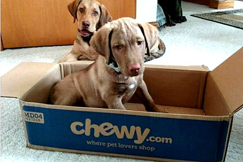 Chewys dog box